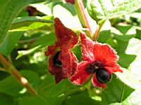 Lonicera ledebourii (fam Caprifoliacees) (Californie) (2) (Photo F. Mrugala)